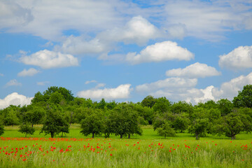 Red beautiful wild poppies in the fields, green trees and blue sky with clouds.