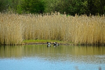 Fowl in nature reserve