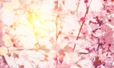 Pink blooming tree. Beautiful spring nature scene. Spring background