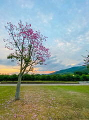 tree with pink flowers with a sunset behind it 