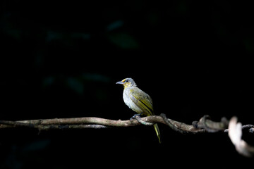 Stripe - throated Bulbul
