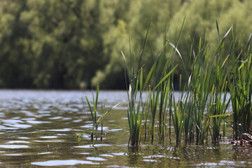 Forest lake landscape. The lake shore is overgrown with reeds. 