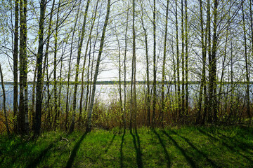 Obraz premium Reeds near the shore of the lake and a shot against the sunlight through the young foliage of birches