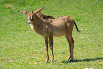 Naklejka na ściany i meble antelope in the park