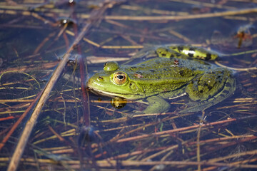 The green frog in the month of May sits in the water of the lake. Warm up the sunny day. Amphibian