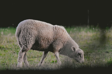 Obraz premium sheep in the field