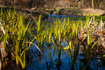Obraz premium reeds at sunset