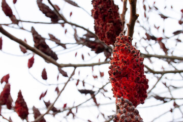 red berries on a branch