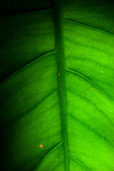 green leaf texture