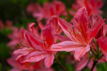 Fototapeta premium red and yellow flower