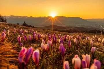 Fototapeten Allgäu - Krokusblüte - Frühling - Alpen - Sonnenuntergang © Dozey