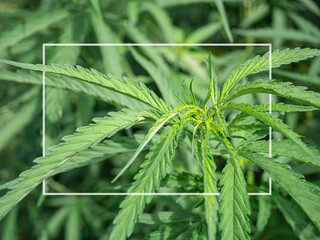 Fresh green cannabis leaf medicinal plant. Growing organic cannabis herb on the farm. Close-up young hemp. Textured marijuana leaves. Marijuana plantation for medical concept