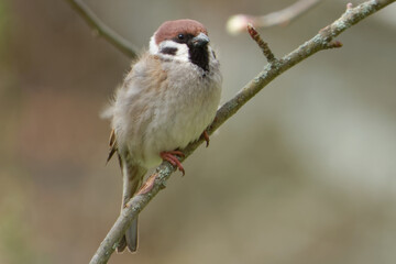 Eurasian tree sparrow (Passer montanus)