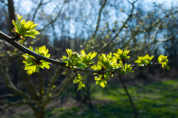 yellow flowers in spring on tree
