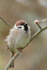 Eurasian tree sparrow (Passer montanus)