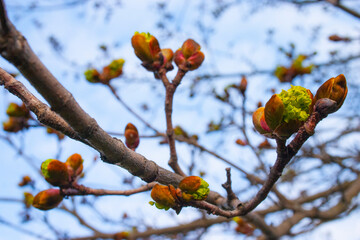 autumn leaves on a tree