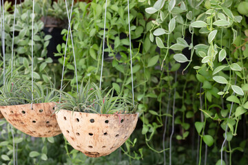 Chilled out at outdoors plant market