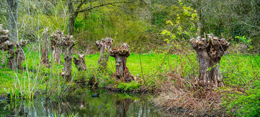 Group of pollard Willow trees
 - obrazy, fototapety, plakaty