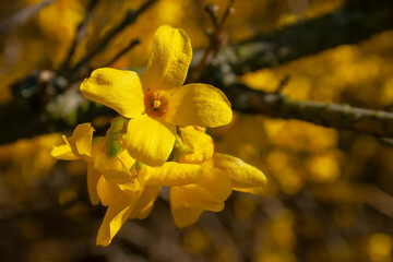 yellow flowers on a branch - golden rain