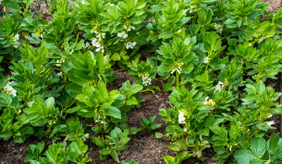 Close up of flowering broad bean (Vicia faba)
