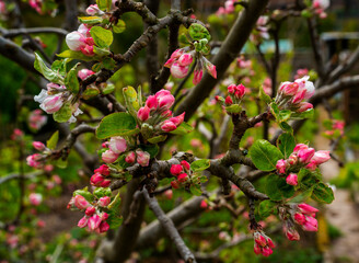 Close up of apple flowers
