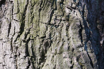 Tree bark texture. Beautiful background.