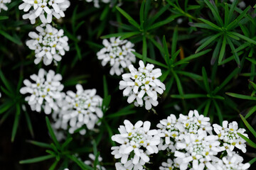Obraz na płótnie Canvas white flowers outdoors in nature