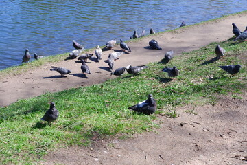 Obraz premium Pigeons on the shore of the pond