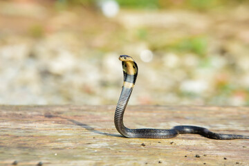 close up of a snake