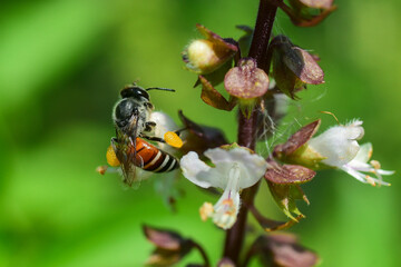 bee on a flower