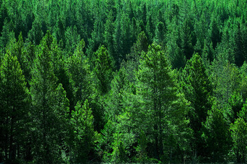 Forest of PIne Trees Green Wooded Wilderness