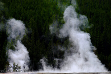 Steam Rising from Geysers and Hot Springs In Yellowstone National Park with Forest in Background