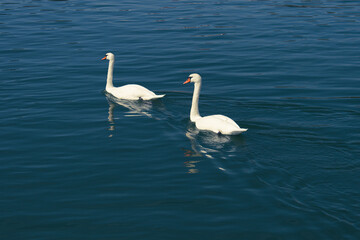 Schönes Schwanenpaar 