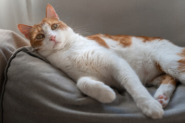 Fototapeta na wymiar brown and white cat with yellow eyes lying on a gray sofa, looks at the camera