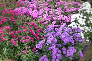 Chilled out at outdoors plant market