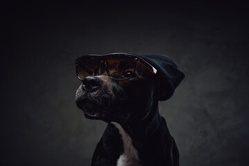Fashion black dog wearing hat and sunglasses