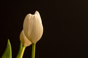 White Tulip over black background with copy space
