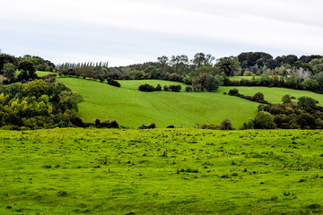 landscape with green grass