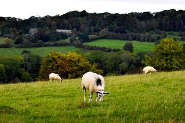 Fototapeta na wymiar sheep in the meadow