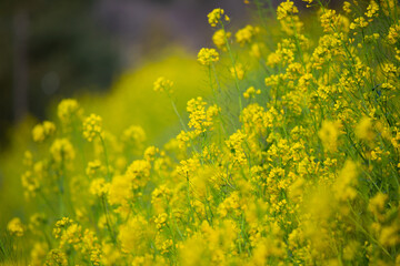 Obraz premium 菜の花