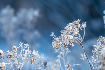 Frosted plant with a blurred blue background