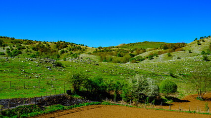 green landscape. Valley of the orchids, Campania, Italy