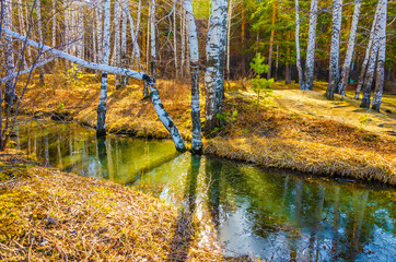 Birch trees in the forest near a pond with meltwater.