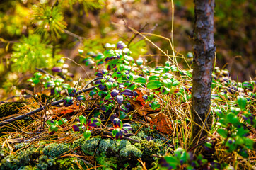 Moss and the first spring vegetation in the forest.