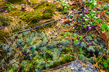 Moss and the first spring vegetation in the forest.