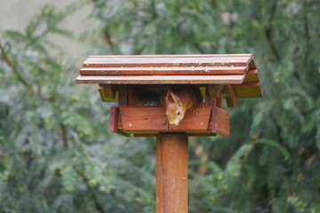 Eichhörnchen