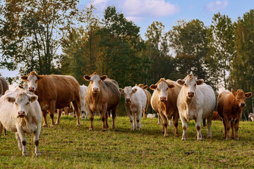 Naklejka na ściany i meble Cows on the pasture