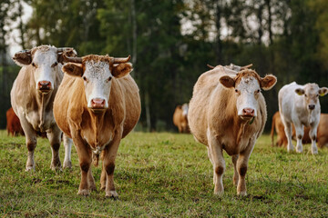 Cows on the pasture