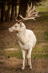 Naklejka na ściany i meble Portrait of white fallow deer