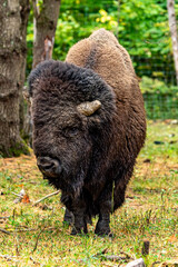 quand les bisons ont adopté une direction, rien ne pourrait ni enrayer ni modifier leur marche.